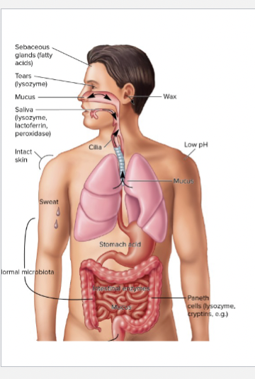 <p>Nonspecific host defense: Physical Barriers</p>