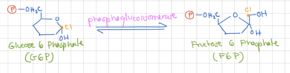 <p>Isomerization of G6P</p><p>Glucose 6 Phosphate → Fructose 6 Phosphate</p><p>Enzyme = Phosphoglucoisomerase</p>