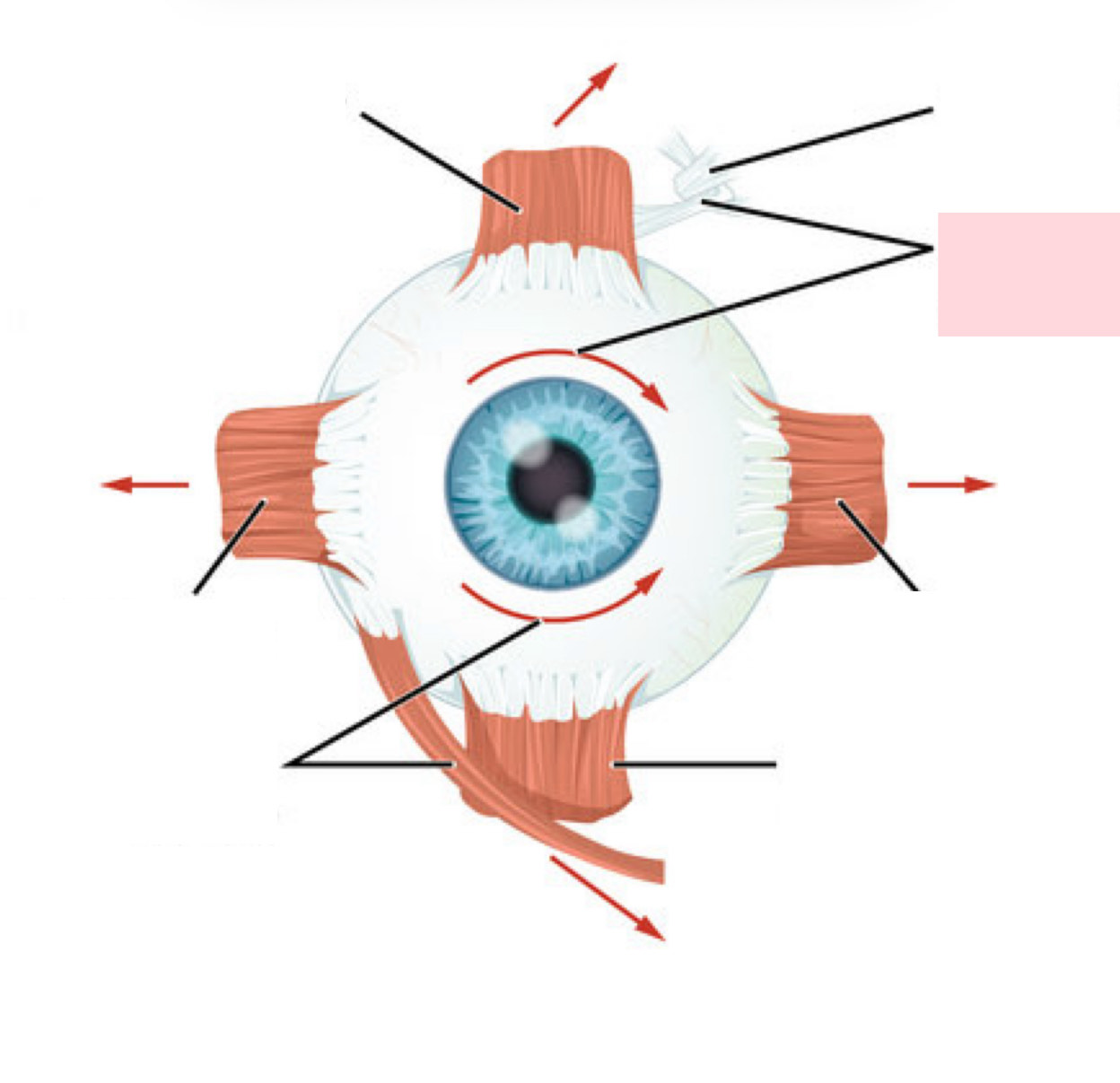 <p>Label the Diagram</p>