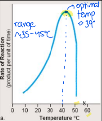 <p>2) Temperature: low temperature slows the rate of reaction due to slowed collision rate of enzyme + substrate</p><ul><li><p><strong>very low temp will not</strong> normally <strong>denature enzyme</strong></p></li><li><p><strong>temperature greater than 45 degrees Celcius will denature enzymes</strong></p></li></ul><p></p>