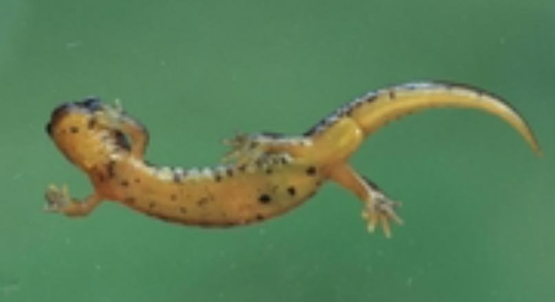 <p><span><strong><u>Distribution: </u></strong></span></p><ul><li><p><span>Pacific Northwest from California to Washington</span></p></li></ul><p><br><span><strong><u>CA species: Rhyacotriton variegatus</u></strong></span></p><p><br><span><strong><u>Traits: </u></strong></span></p><ul><li><p><span>Small (< 6 cm)</span></p></li></ul><ul><li><p><span> semi-aquatic and found in fast-flowing streams</span></p></li><li><p><span> complete</span><br><span>metamorphosis</span></p></li><li><p><span> reduced lungs</span></p></li><li><p><span>large eyes</span></p></li><li><p><span> square gland behind vent of males</span></p></li><li><p><span> plain brown or olive colored dorsum with mottling</span></p></li></ul><p></p>