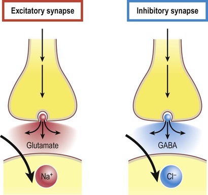 Neurotransmitters can increase (excitatory) or decrease (inhibitory) the probability that the cell with which it comes in contact will produce an action potential. 

Inhibitory neurotransmitters cause hyperpolarization of the postsynaptic cell (which means, decreasing the voltage gradient of the cell, thus bringing it further away from an action potential).