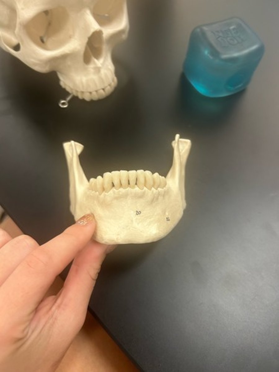 <p>name the bone</p>