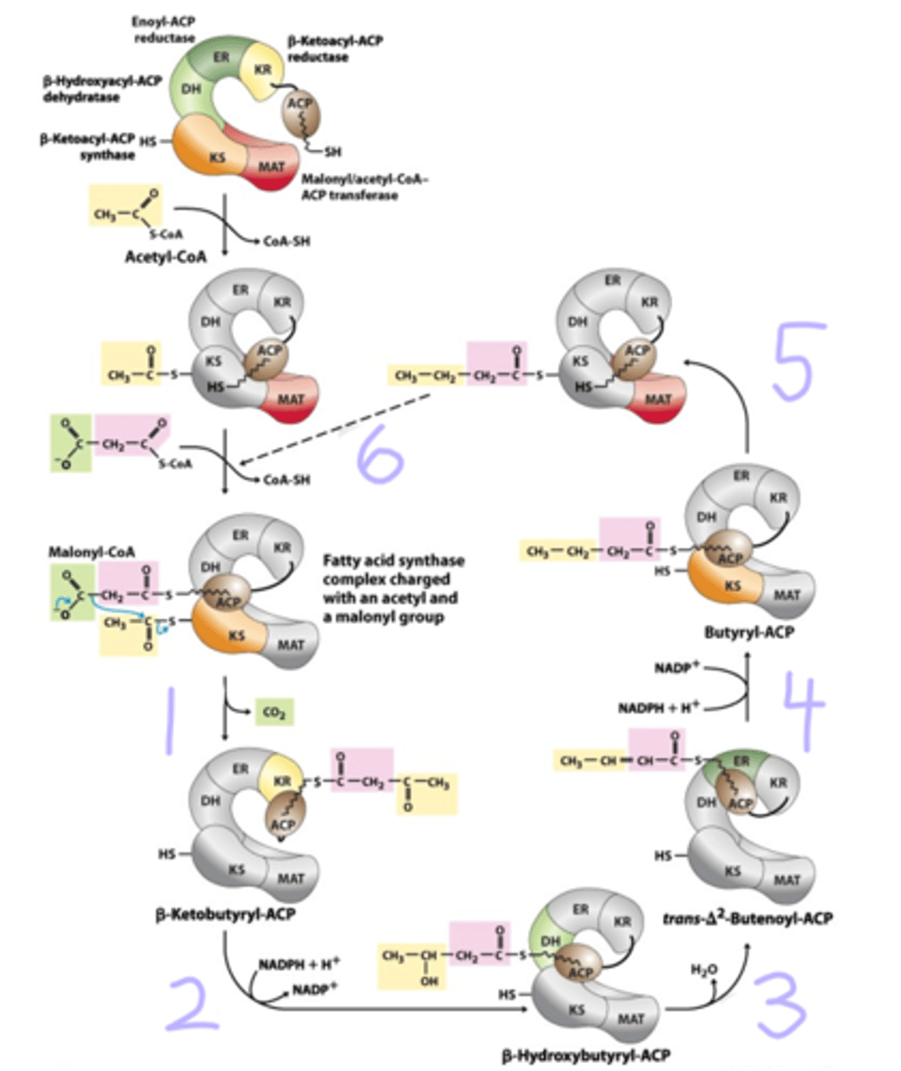 <p>determine the type of reaction happening and the domain of fatty acid synthase that does it.</p>