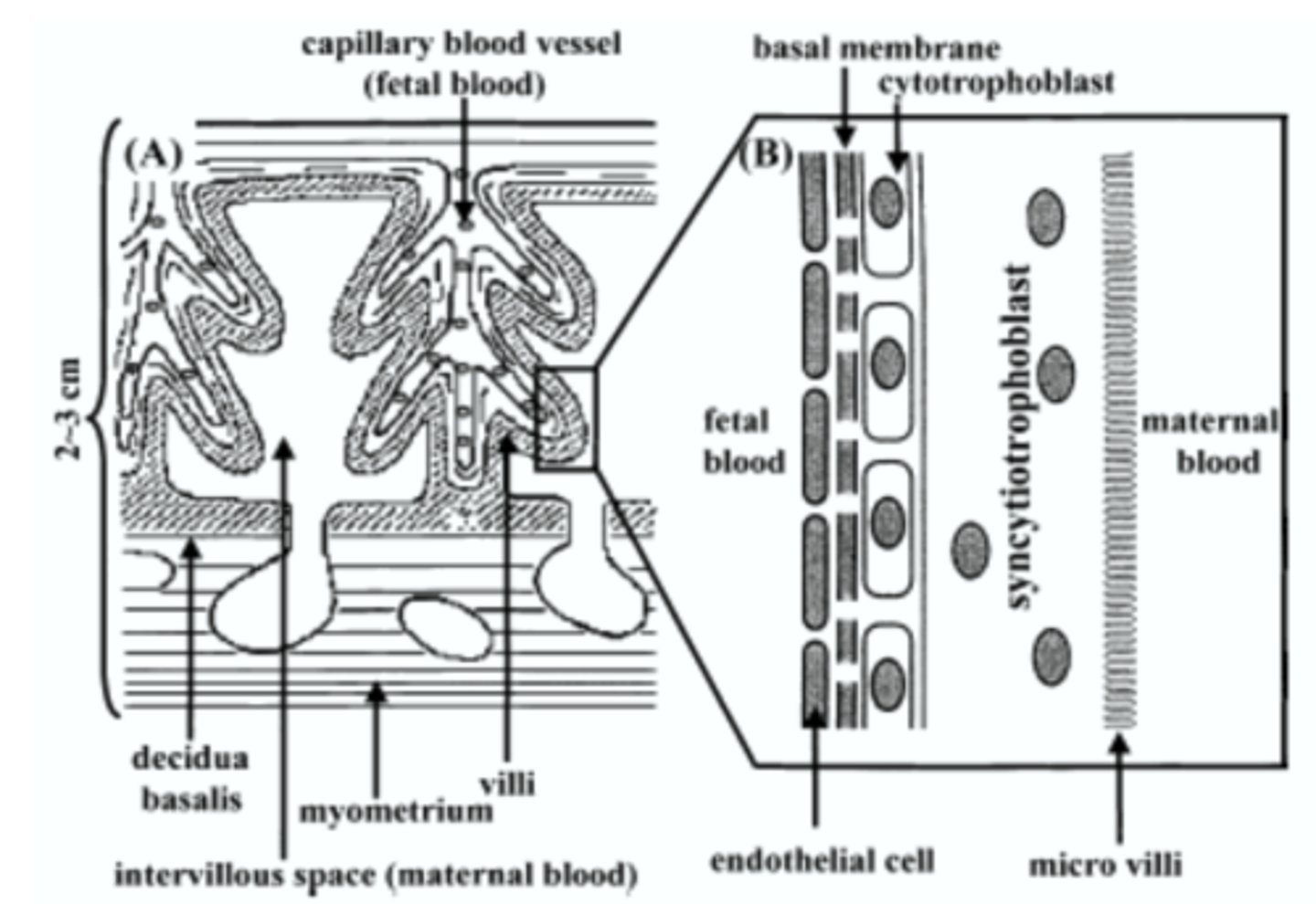 <p>allows for some chemicals to pass, but prevents others.</p><p>Similar to the plasma membrane of cells; semi-permeable</p>