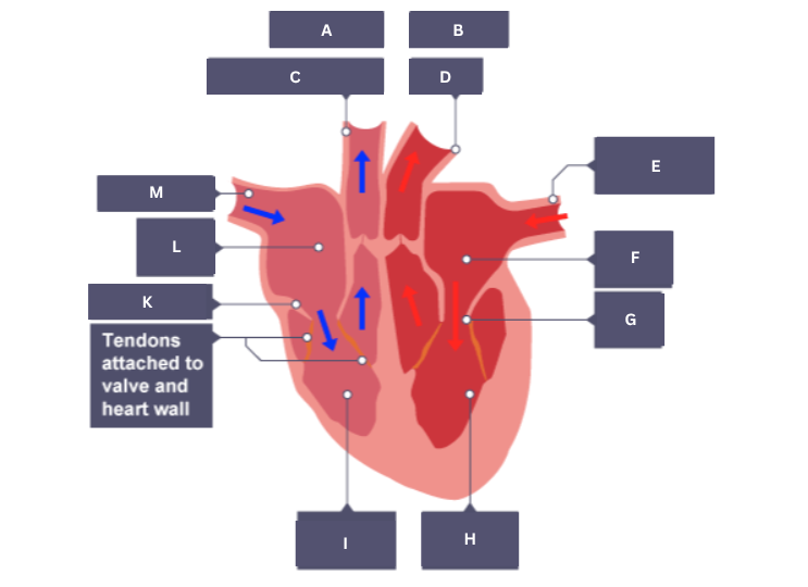 <p>Tendons attached to valve and heart wall</p>