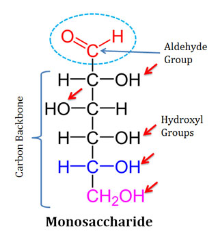 <p>Ch 5 : Monosaccharides</p>