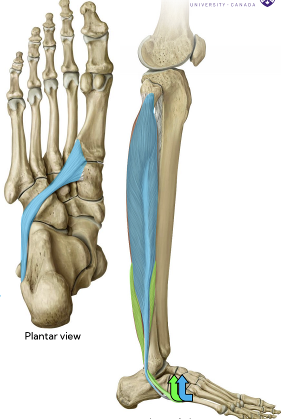 <p>Lateral leg — Fibularis longus</p>