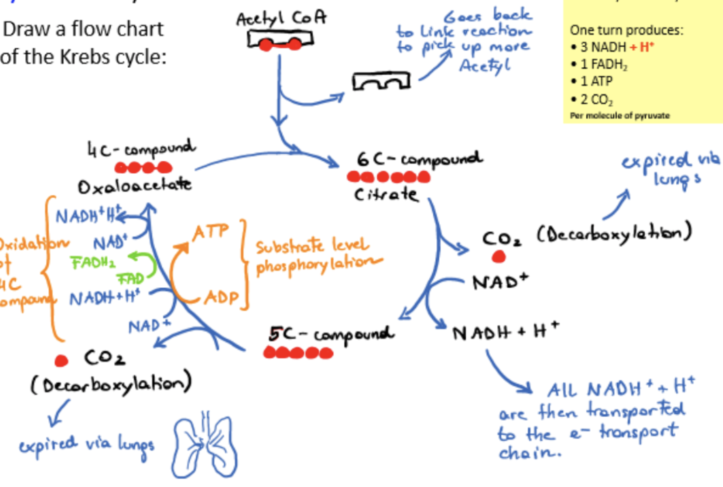 <p>oxidation and decarboxylation of acetyl groups</p><ul><li><p>acetyl groups (2C) fed into cycle by transfer from coenzme A to oxaloacetate (4C) → citrate (6C)</p></li><li><p>citrate converted back to oxaloacetate by enzyme-catalyzed reactions, two carbons lost through decarboxylation reactions, producing waste product CO2 - each carboxylation reaction paired with reduction of NAD+</p></li><li><p>4 oxidation reactions release energy, mainly held in electrons removed from oxidation and transferred through reduction of NAD+ and FAD</p></li></ul><p></p>