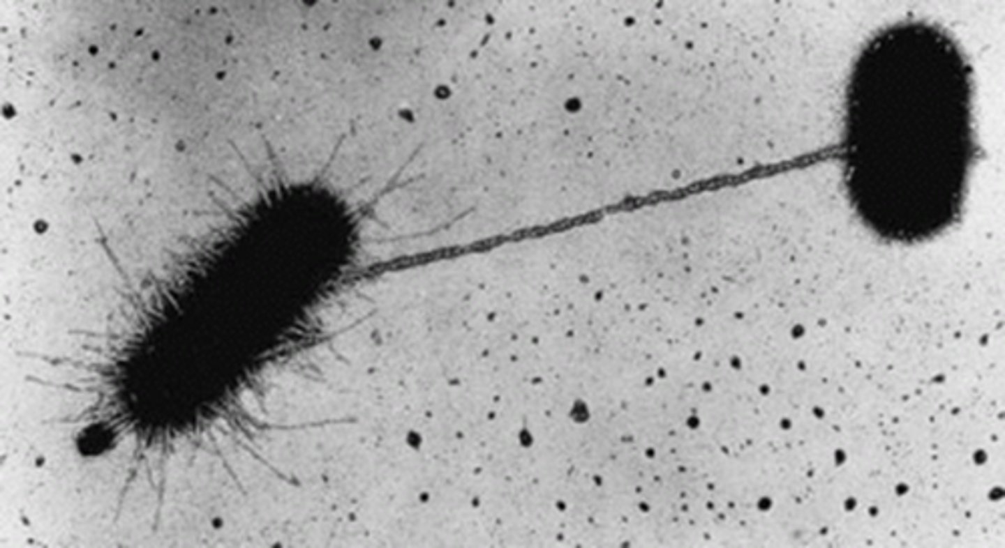 <p>an external structure used to connect two bacteria (bridge allows for sharing of genetic information</p><p>ex) spreading of genetic resistance like antibiotics</p>