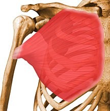 <p>Adducts and flexes humerus</p>