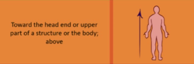 <p>refers to a position that is above or higher than another part of the body. </p>
