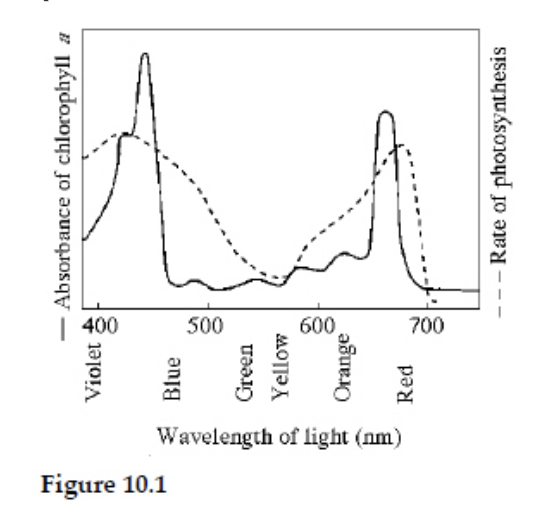 <p><span>What wavelength of light in the figure is most effective in driving photosynthesis?</span></p>