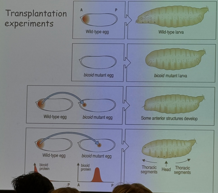<p>describe the experiment shown</p>