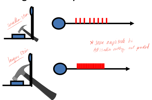 <p>freqquency of AP generated at initial segment will encode proportionally for this </p>