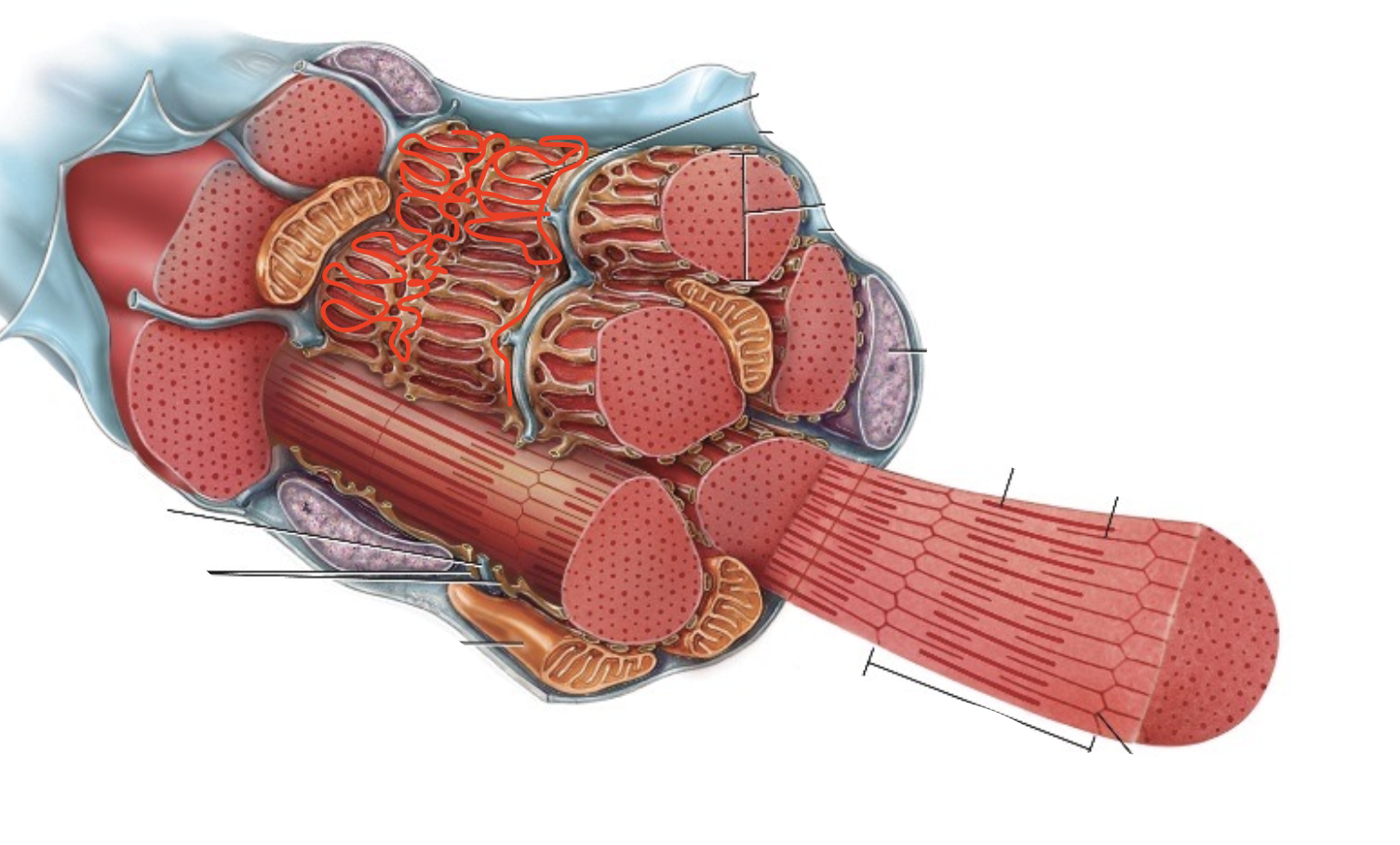 <p>specialized ER inside muscle fiber that stores and releases calcium to make the muscle contract.</p>