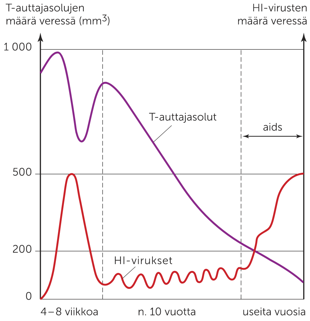 aids:n kehittymine