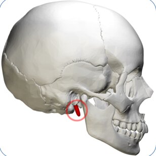 <p>What part of the skull is this?</p>