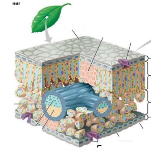 Label: palisade mesophyll, spongy mesophyll, guard cells, stoma, vein, cuticle, upper/lower epidermis, xylem, phloem, sclerenchyma fibers.
