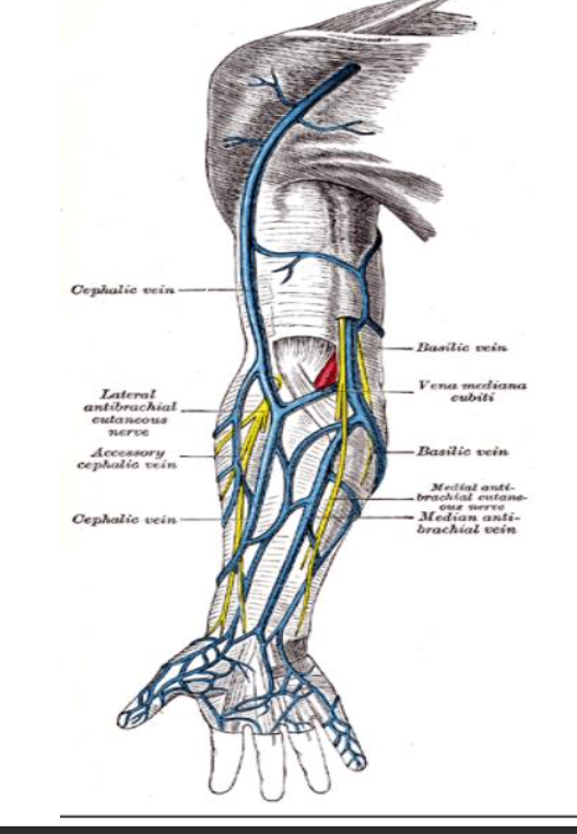 <p>Dorsal</p><p class="p1">Cephalic</p><p class="p1">Basilic</p><p class="p1">Medial Cubital Fossa</p>