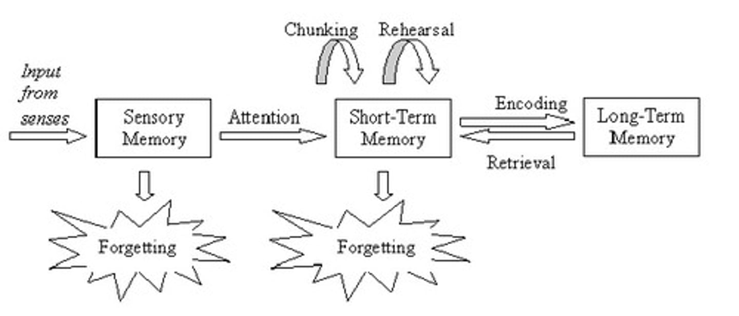 <p>- proposed the classic three-stage processing model of memory (sensory memory to short-term memory to long-term memory).</p>