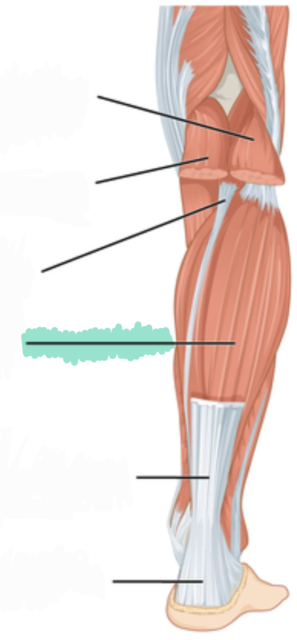 <p>Plantar flexes ankle (foot), stabilizes leg when standing</p>