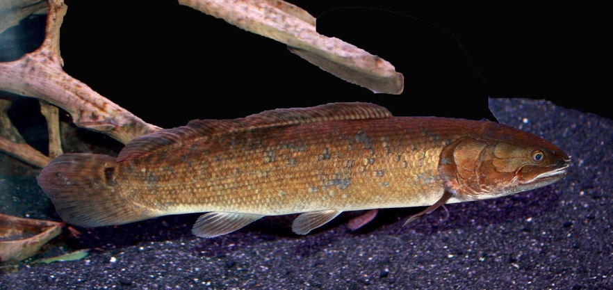 <p>One species of of the order amiiformes </p>