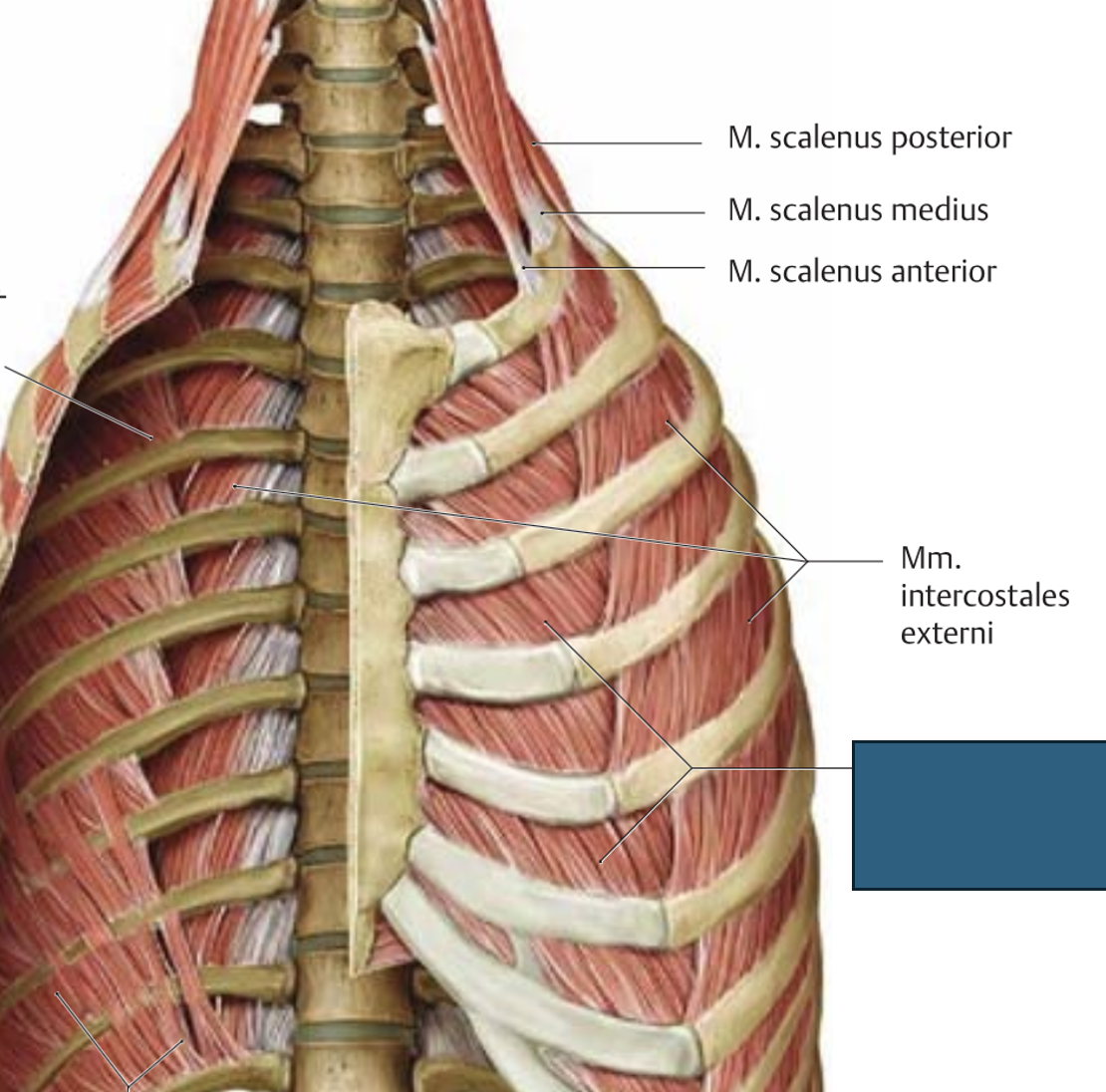 <p>mm. intercostales interni → roiete langetamine, väljahingamine (toime küllaltki nõrk)</p>