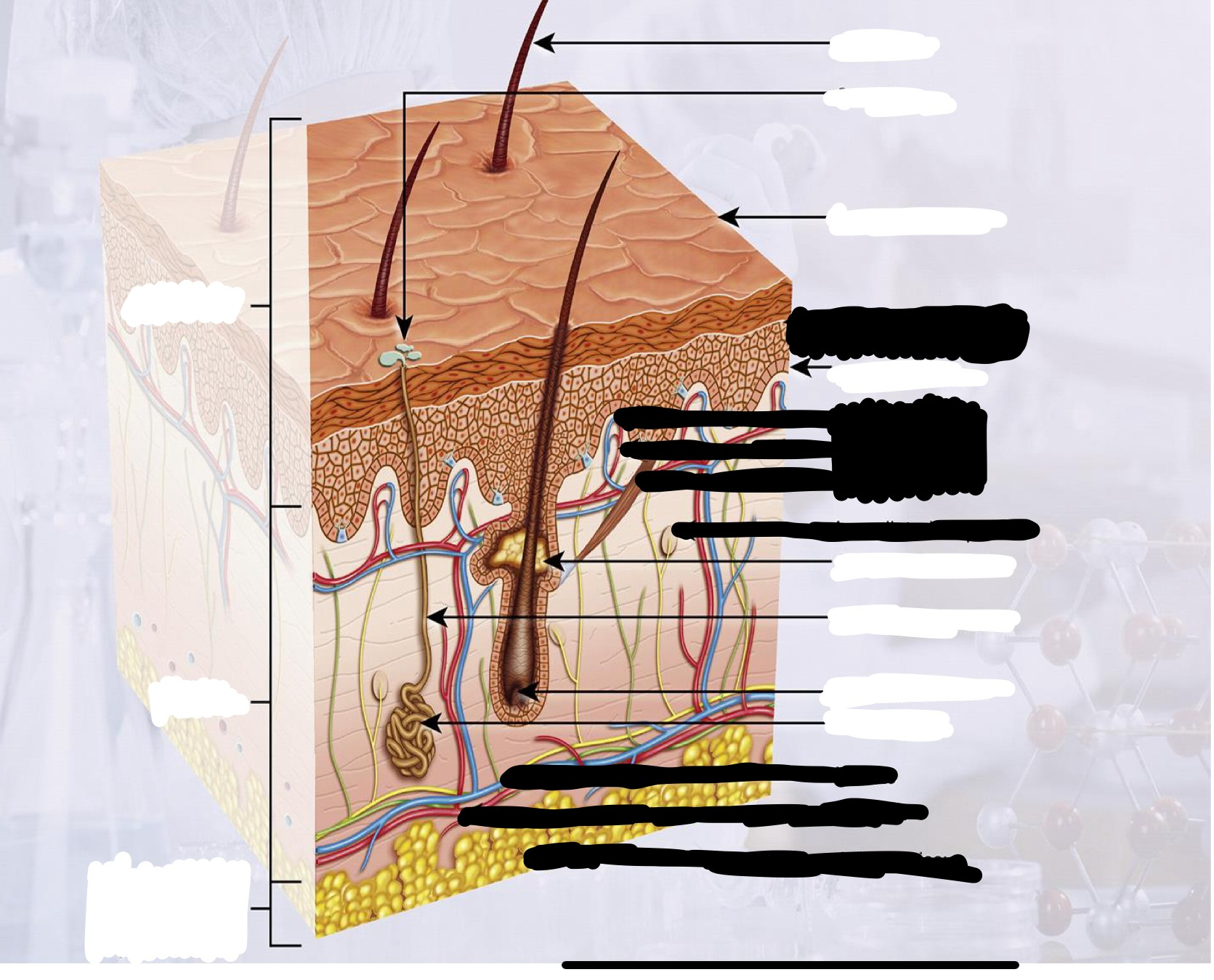 <p>Identify everything in white</p>