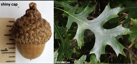 <p>Family<br>Genus<br>Species<br>Common Name</p>