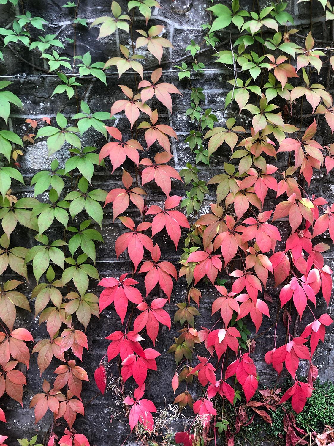 <p>Virginia creeper - <em>Parthenocissus quinquefolia</em></p>
