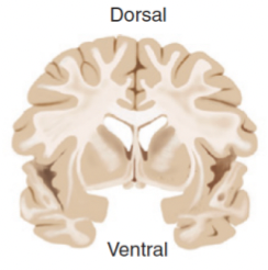 <p>Frontal/coronal section</p>