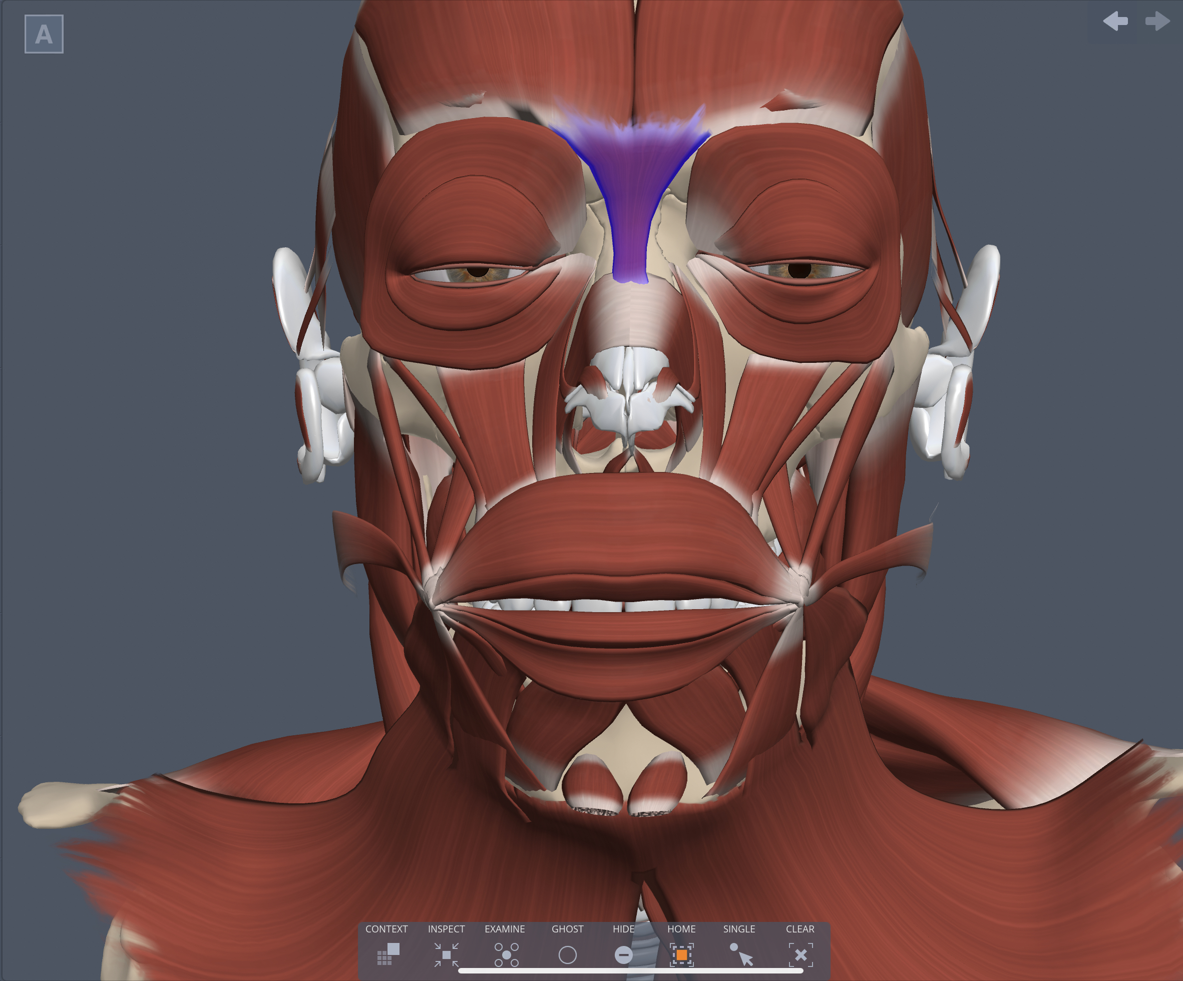 Innervation of Procerus muscle