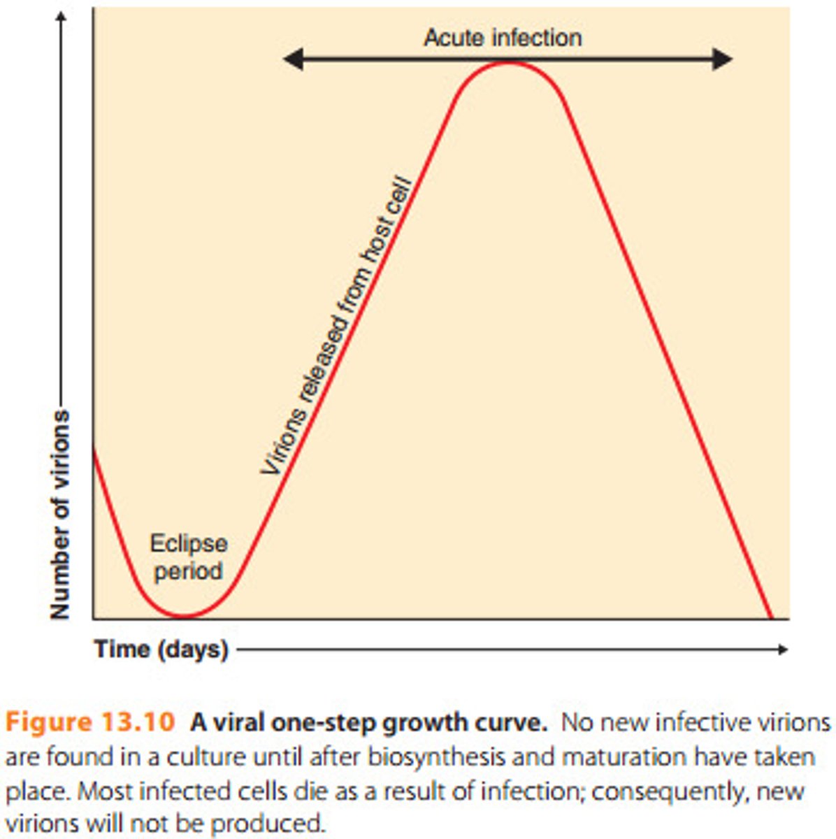 <p>Theoretical. Shows how many virus particles come out ("yield per cell") from one going in. Also shows period of time between these events ("eclipse period").</p>