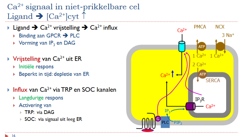 <p>als Ca2+ opslag in ER onder een bepaald niveau is → signaal uit lumen gestuurd naar SOC in de PM → Ca2+ influx</p>