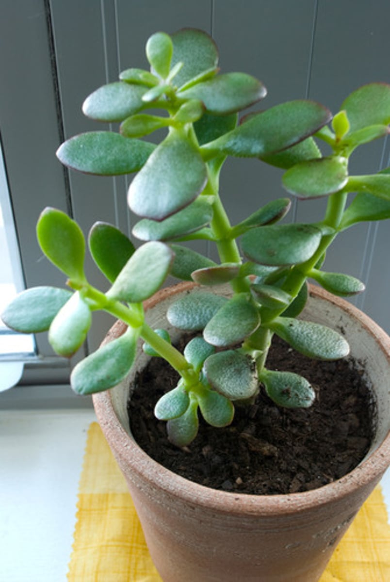 <p>Crassula argentea</p>