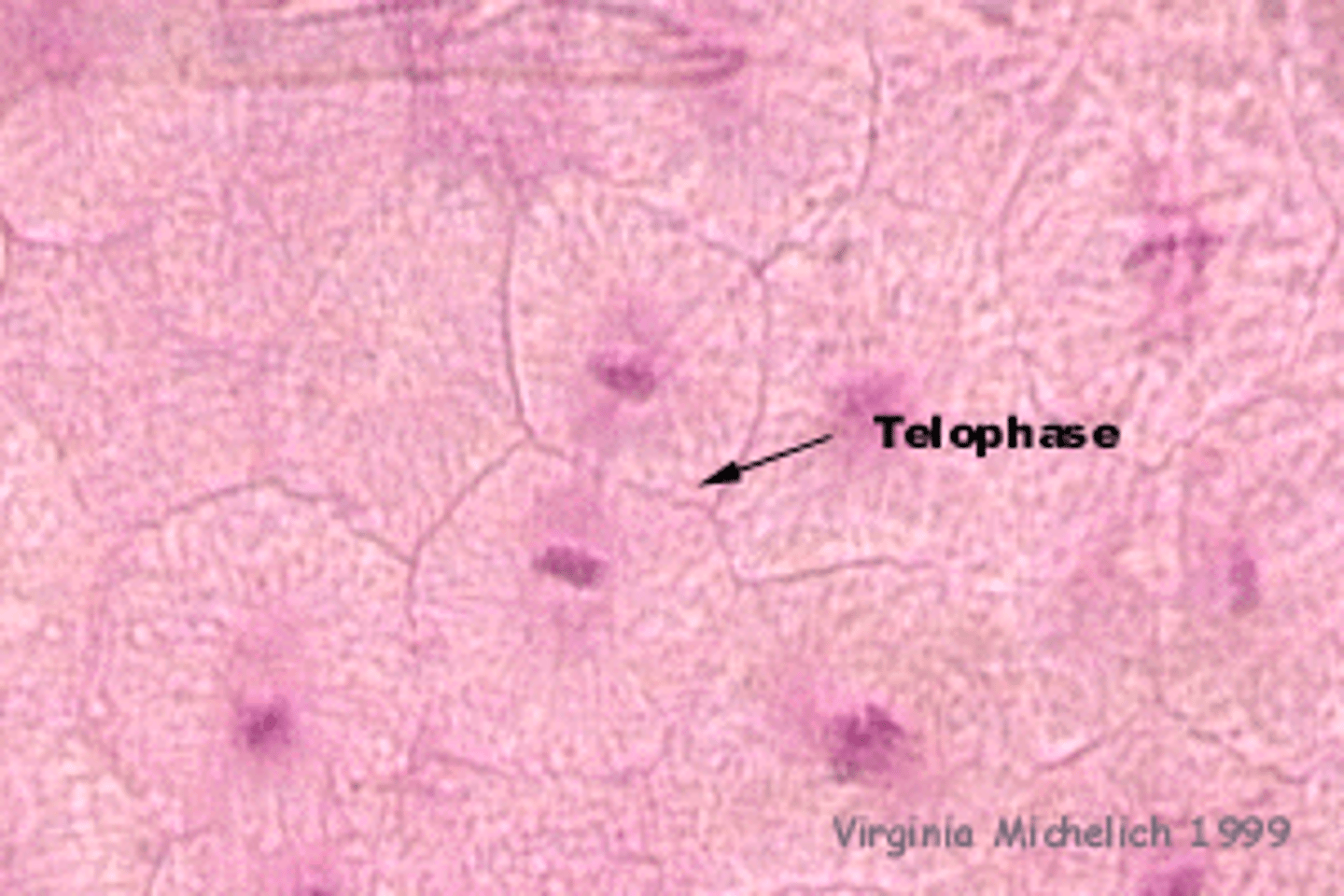 <p>the chromatin reaches to opposite poles of the cell.</p>