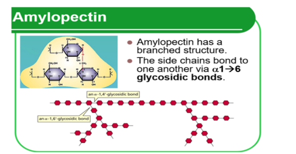 <p>1.Glucose. 2.long. 3.glycosidic. 4.hydrolysed</p>