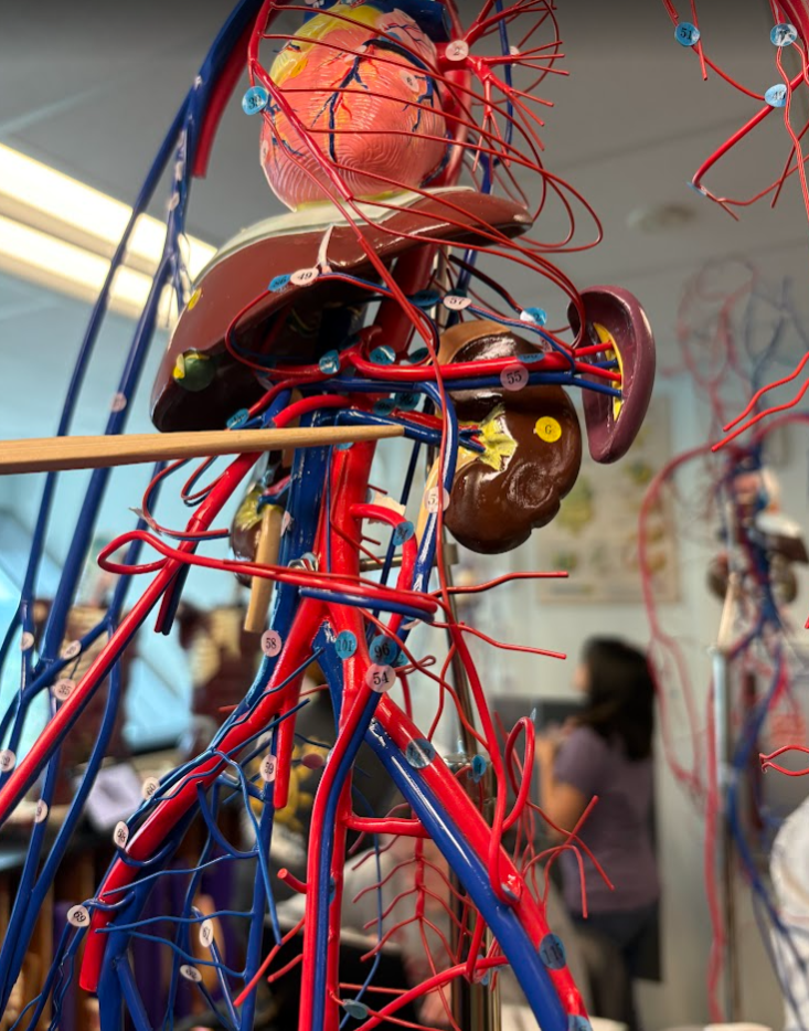 <p>Renal vein (46)</p>