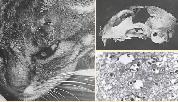 <p>In this image, what does cryptococcosis manifest as?</p>