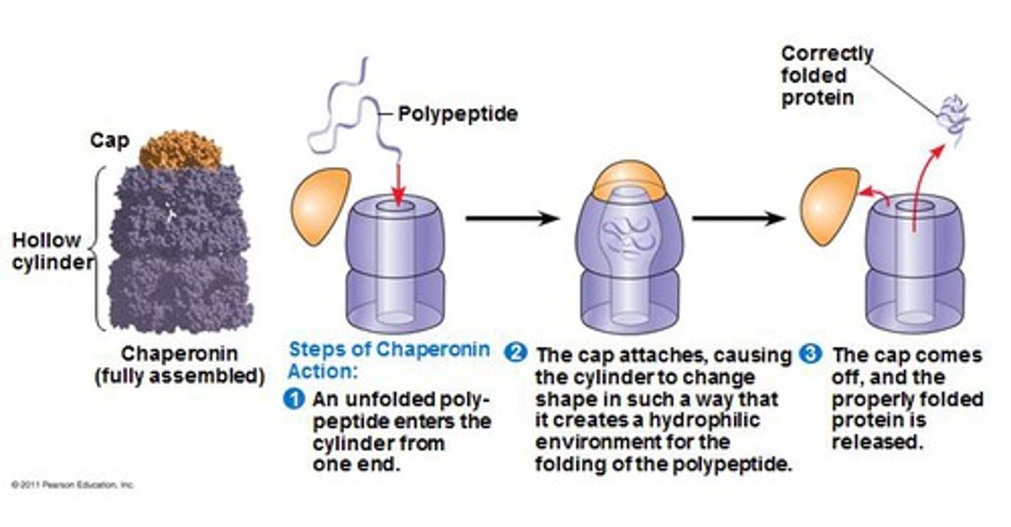<p>Proteins that assist in the proper folding of proteins</p>