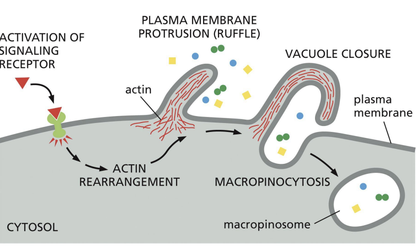 <p>clathrin independent route of endocytosis.</p><p></p><p>Triggered by signalling pathways that cause PM to ruffle.</p><p></p><p>Macropinosomes fuse with endosomes = degradation.</p>