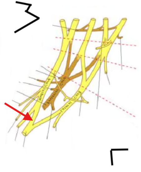<p>What is this structure?</p>