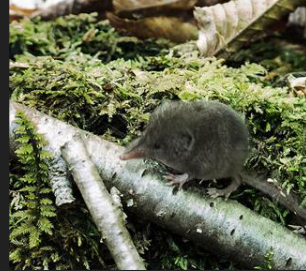 <p>What family is this species from</p>