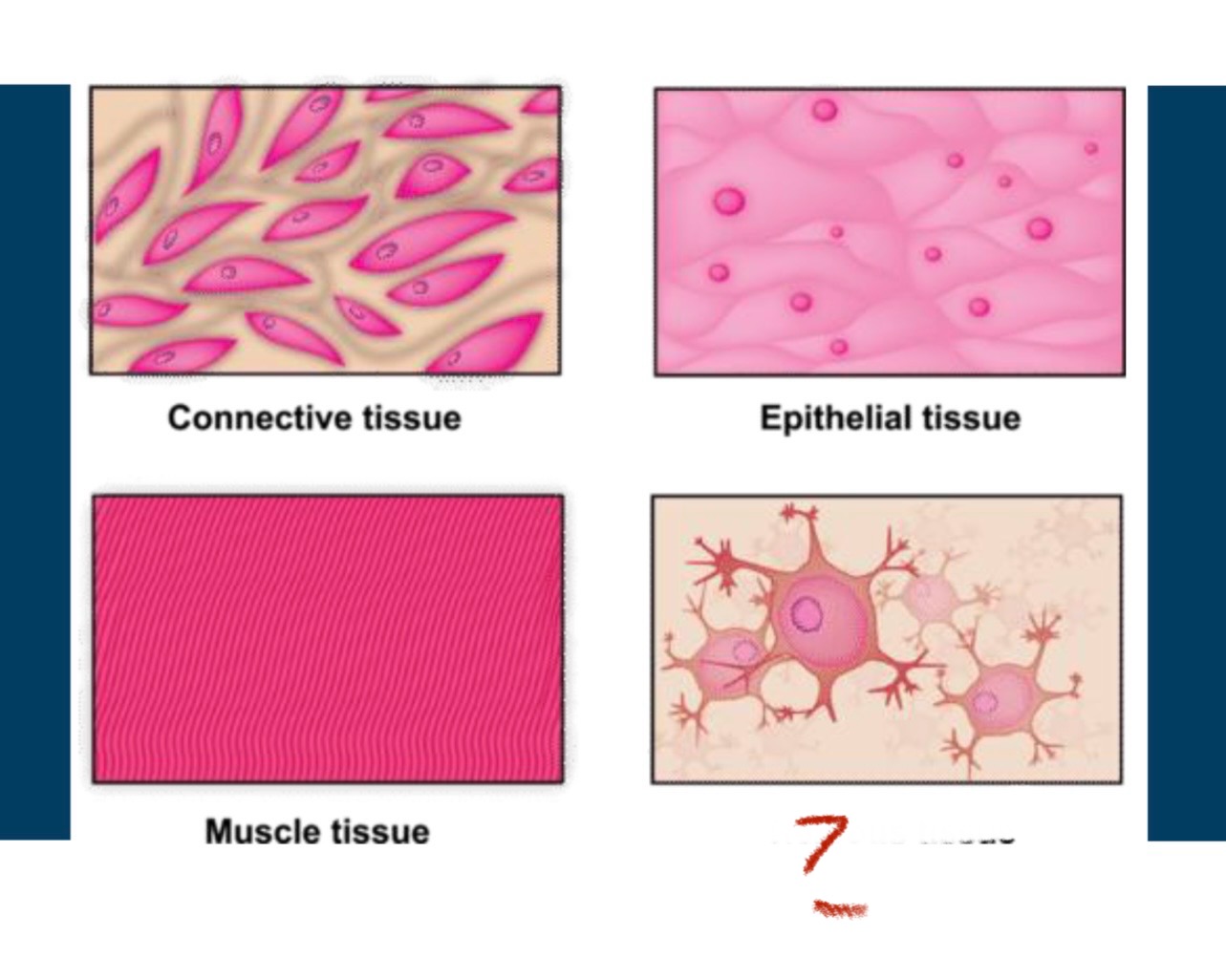 <p>What type of tissue is indicated? </p>
