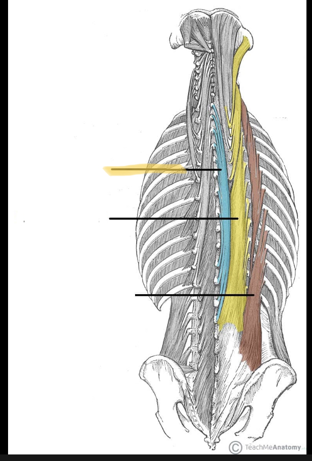 <p>Identify the highlighted muscle</p>