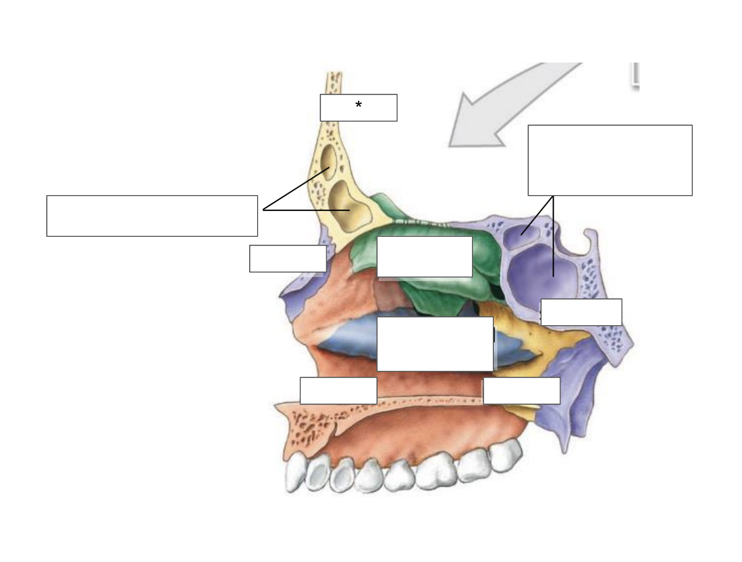 term image