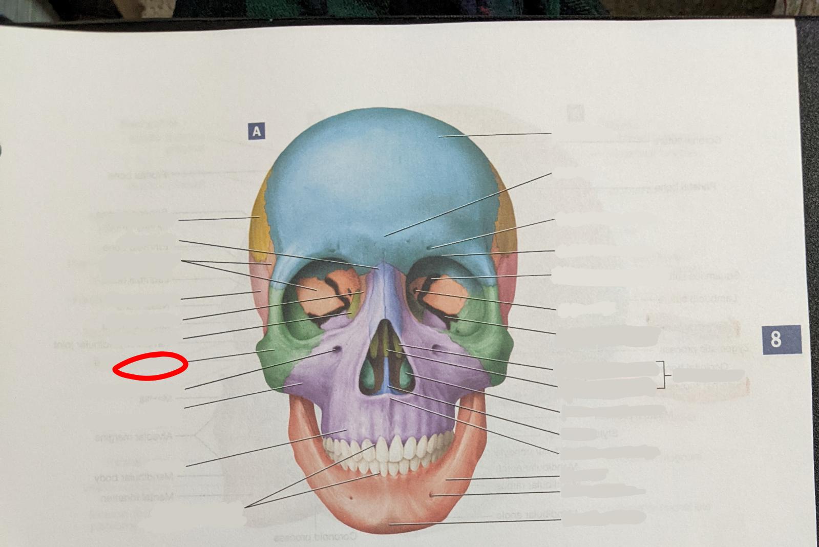 knowt flashcard image