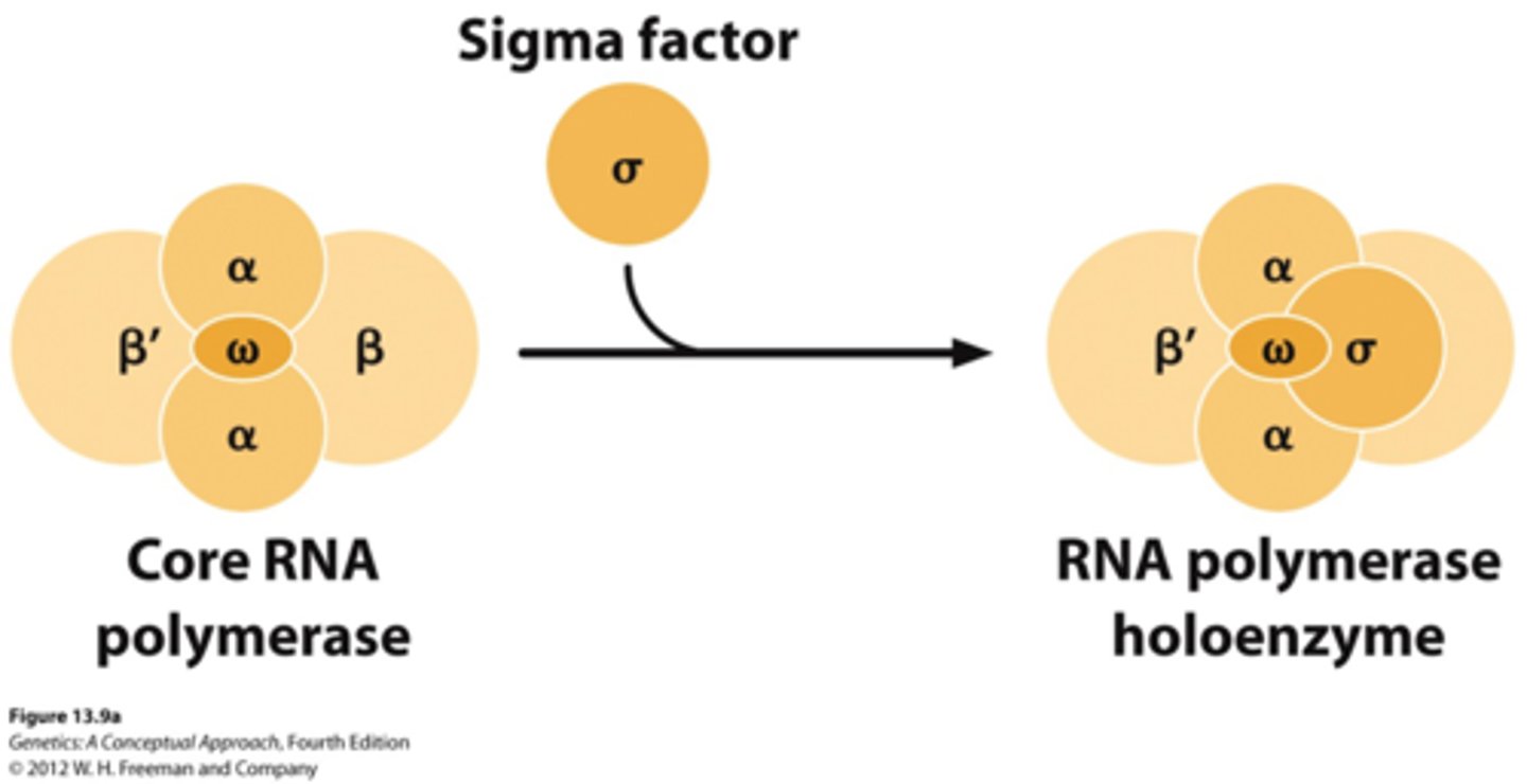 <p>enzyme that catalyzes phosphodiester bond formation during RNA synthesis</p>