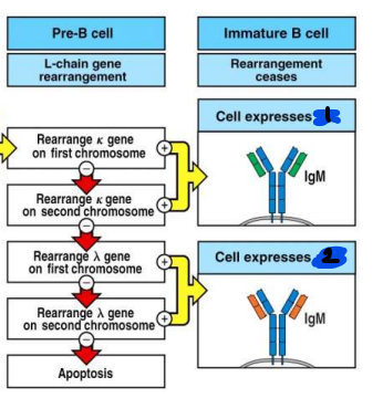 <p>productive lambda gene on the first or second chromosome results in the cell expressing…</p>